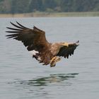 Seeadler