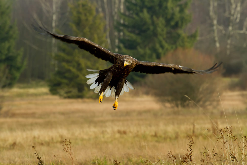 Seeadler