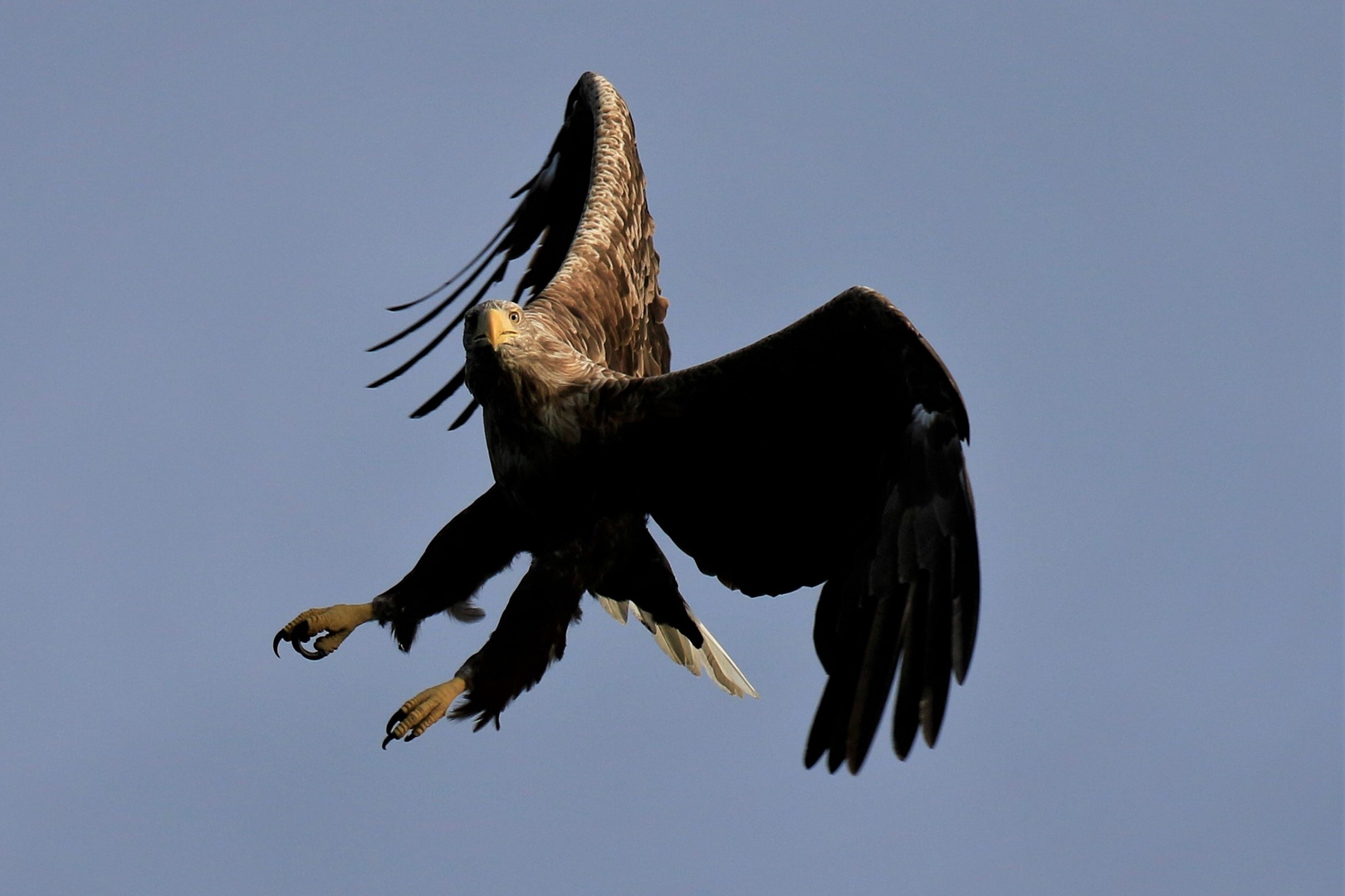 Seeadler