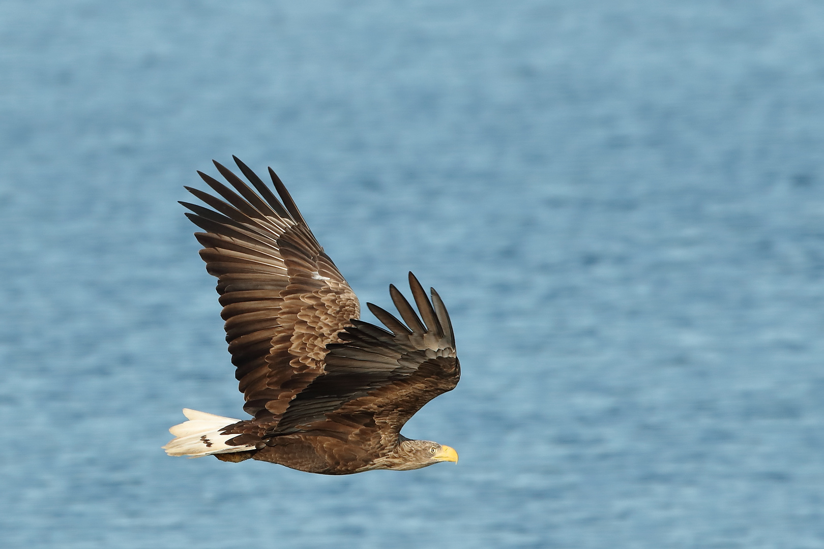 Seeadler