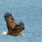 Seeadler