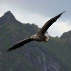 Seeadler