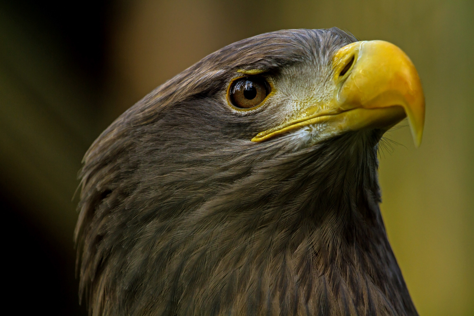 seeadler