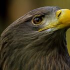 seeadler