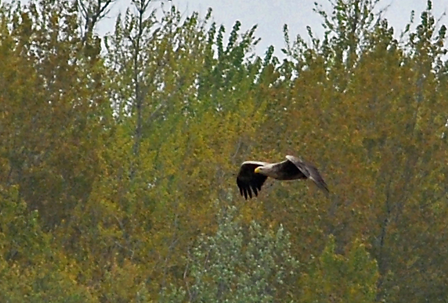 Seeadler