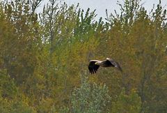 Seeadler