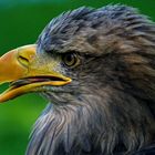 seeadler