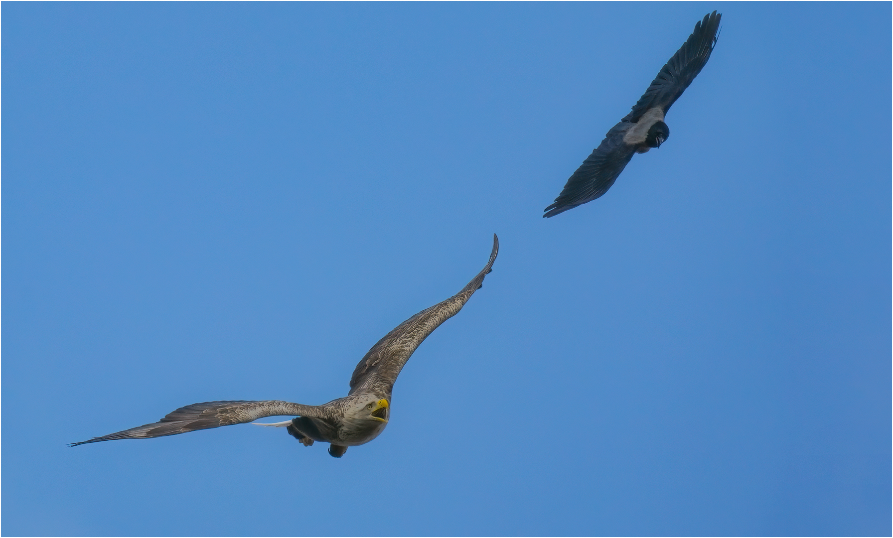 Seeadler