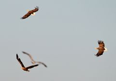 Seeadler