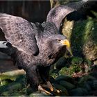 Seeadler