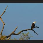 Seeadler