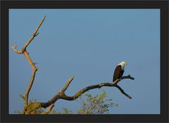 Seeadler