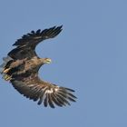 Seeadler