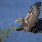 Seeadler