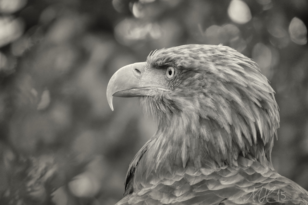 Seeadler