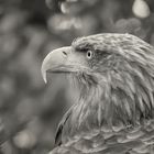 Seeadler