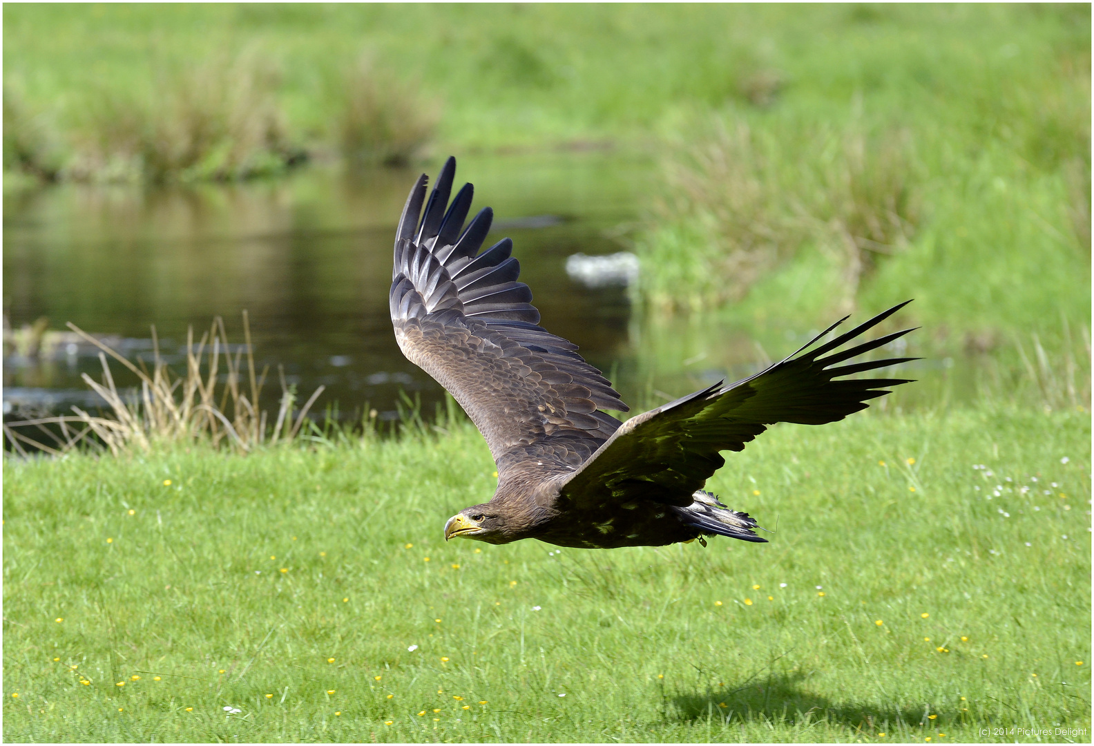 - Seeadler -