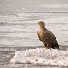 Seeadler