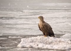 Seeadler