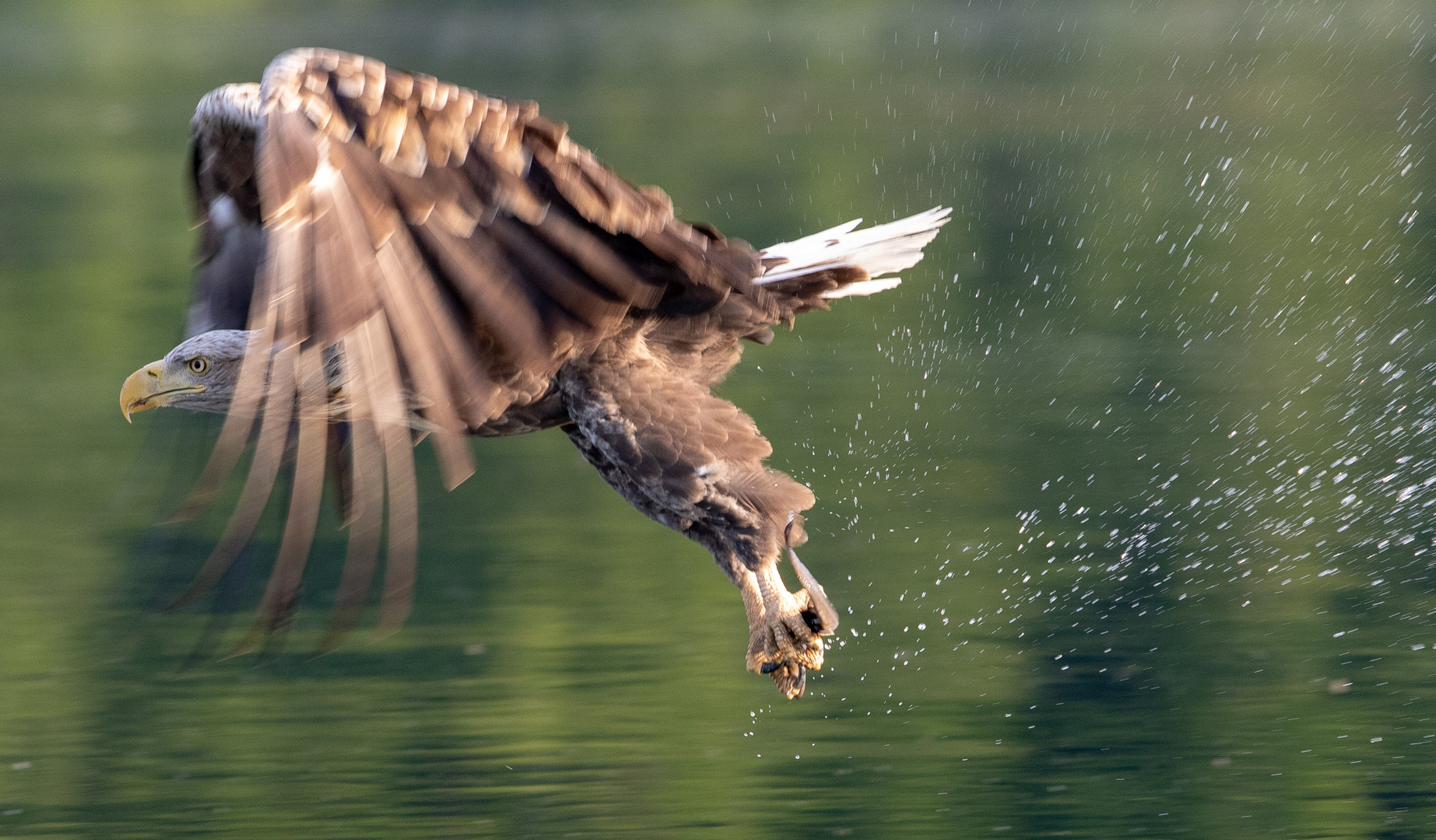 Seeadler