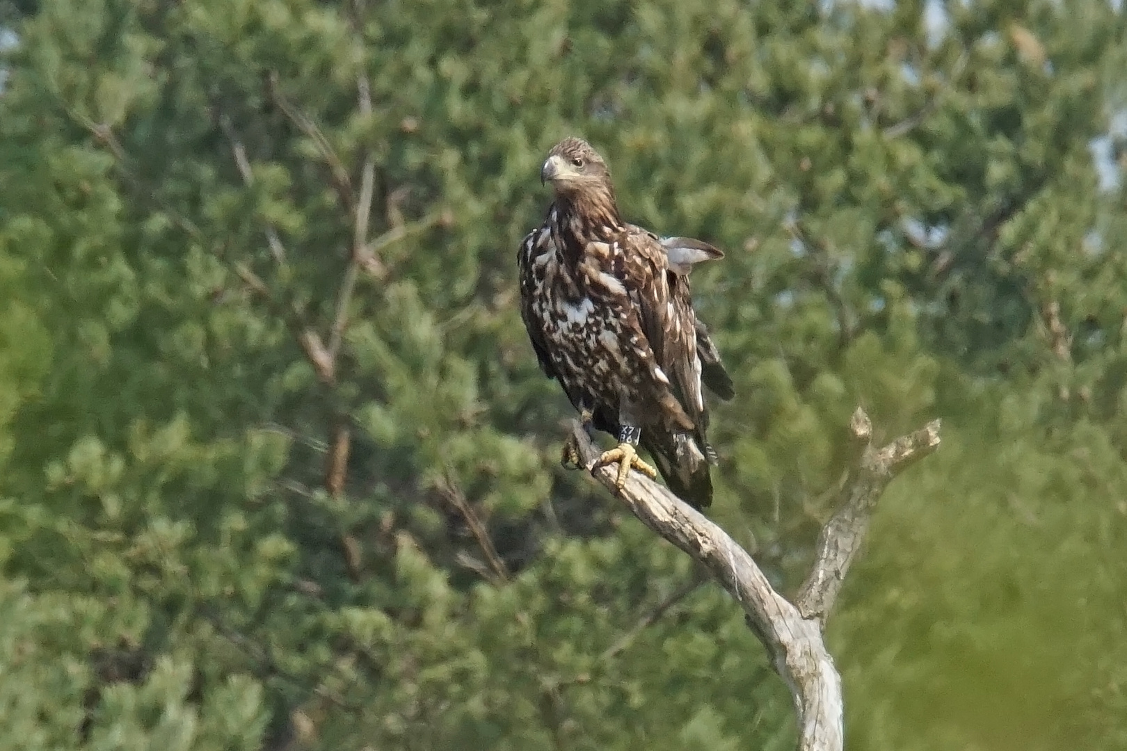 Seeadler