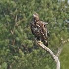 Seeadler