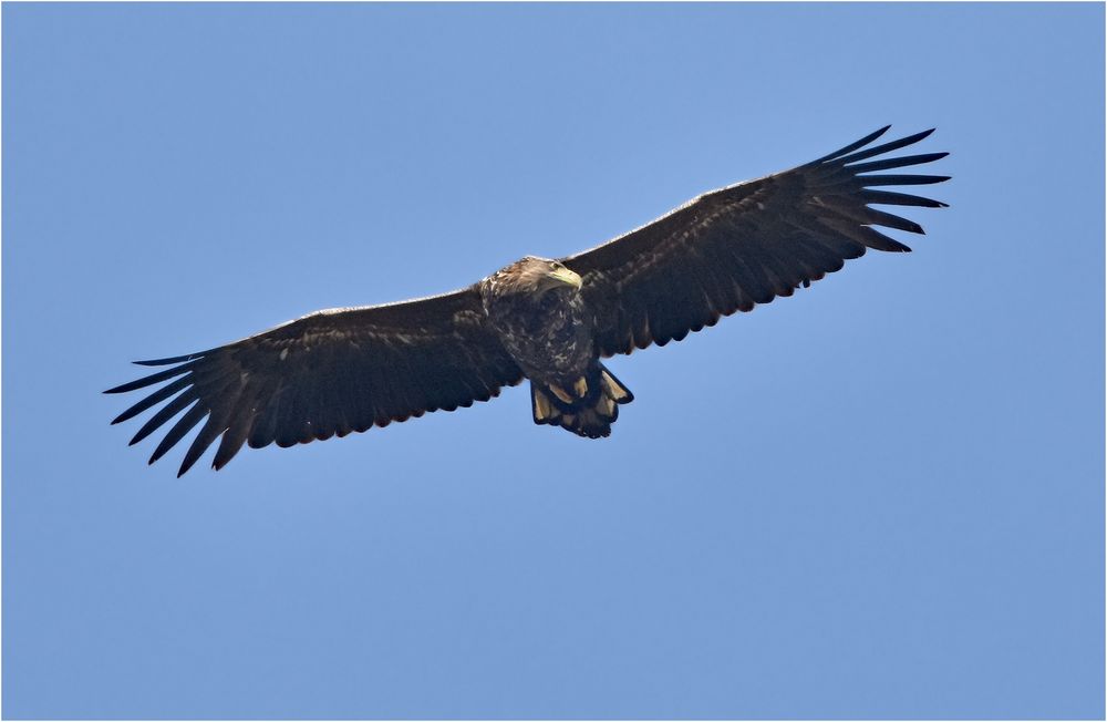 Seeadler