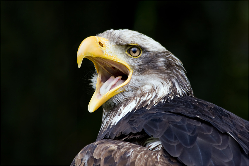 Seeadler