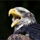 Seeadler