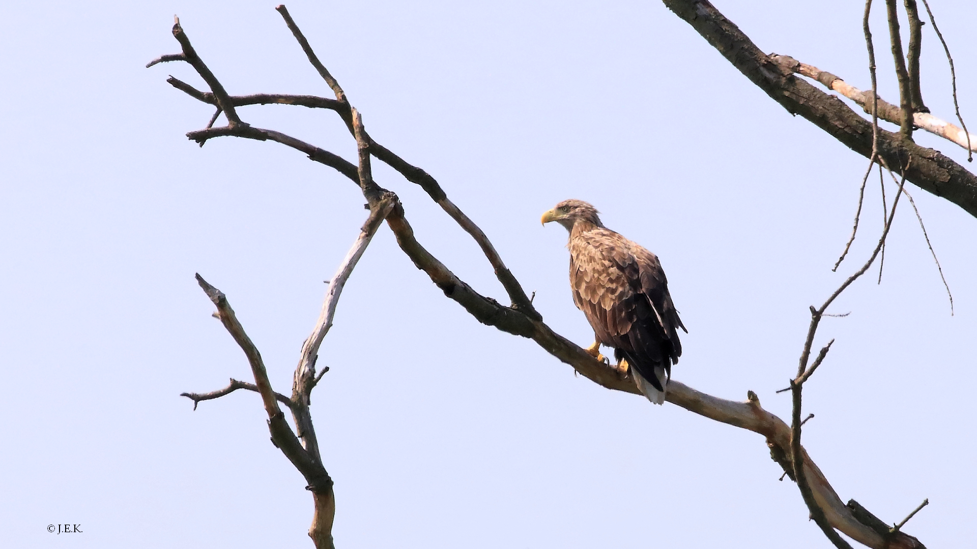 Seeadler