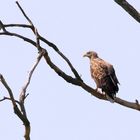 Seeadler