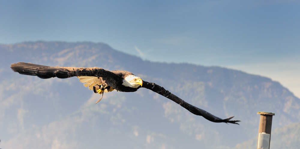 Seeadler