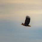 Seeadler