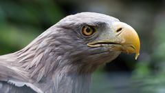 Seeadler