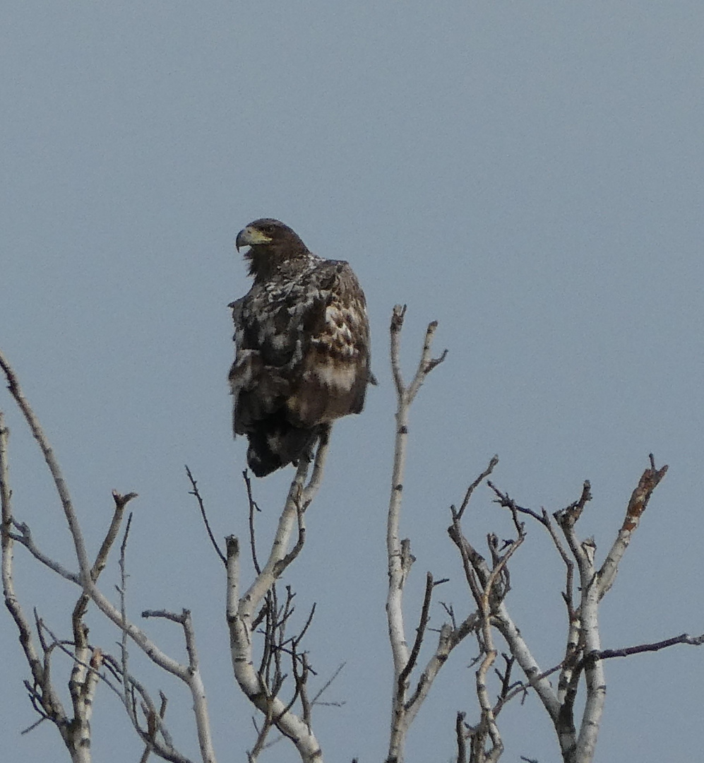 Seeadler