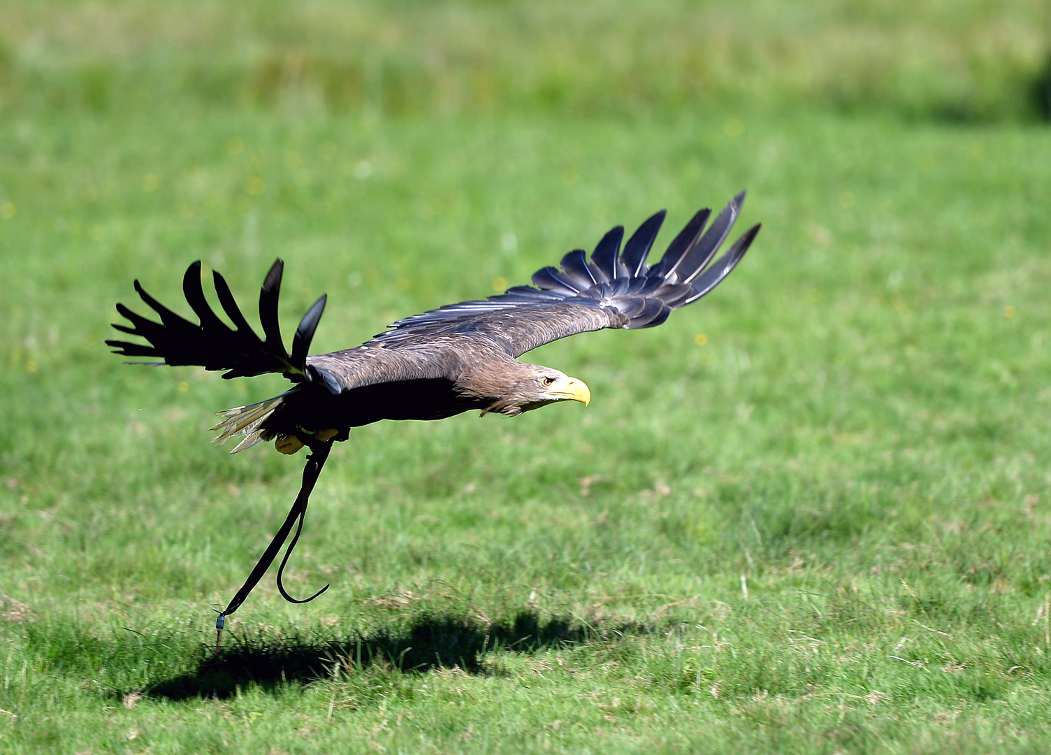 Seeadler