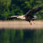 Seeadler