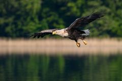 Seeadler