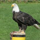 Seeadler