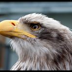 Seeadler