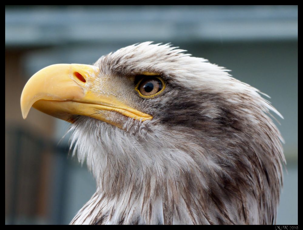 Seeadler