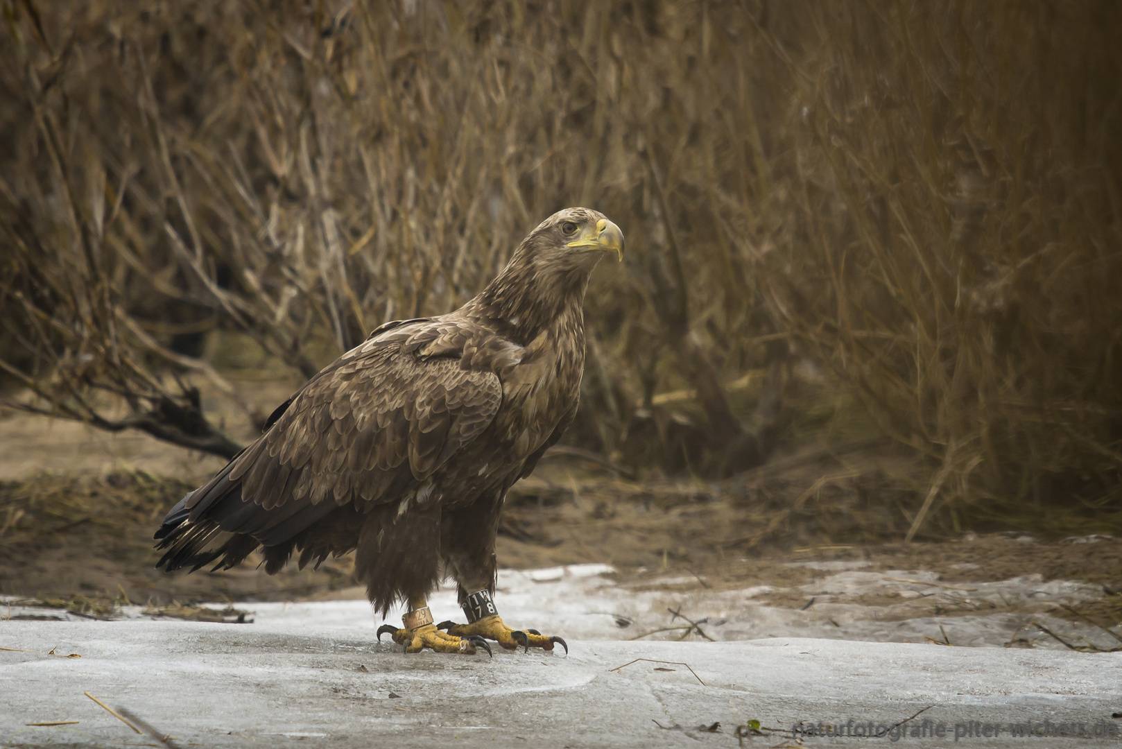 Seeadler..