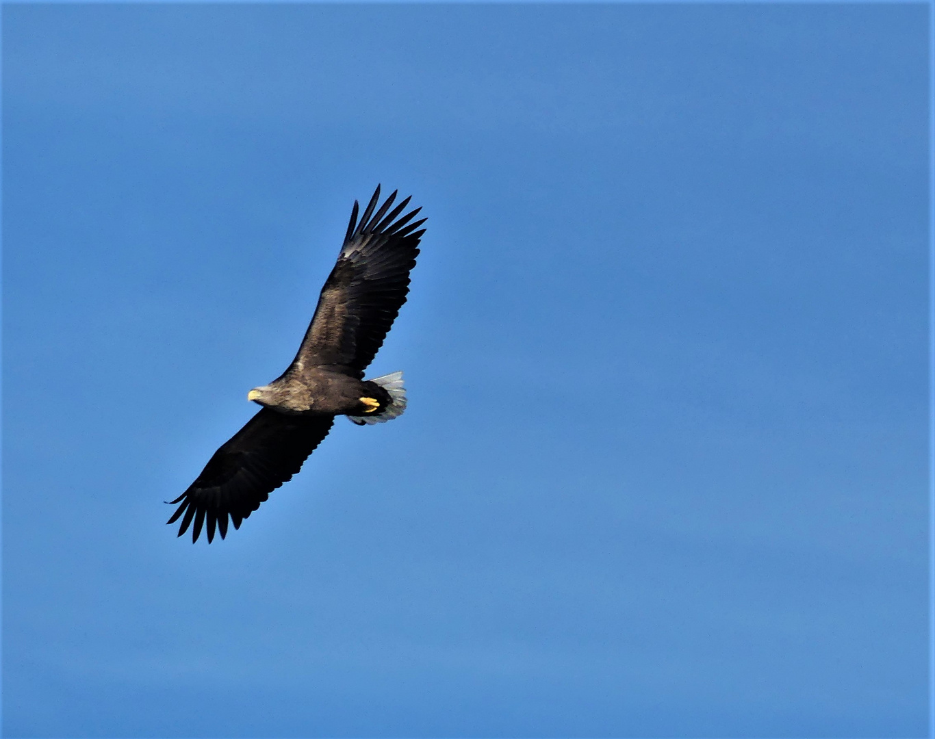 Seeadler