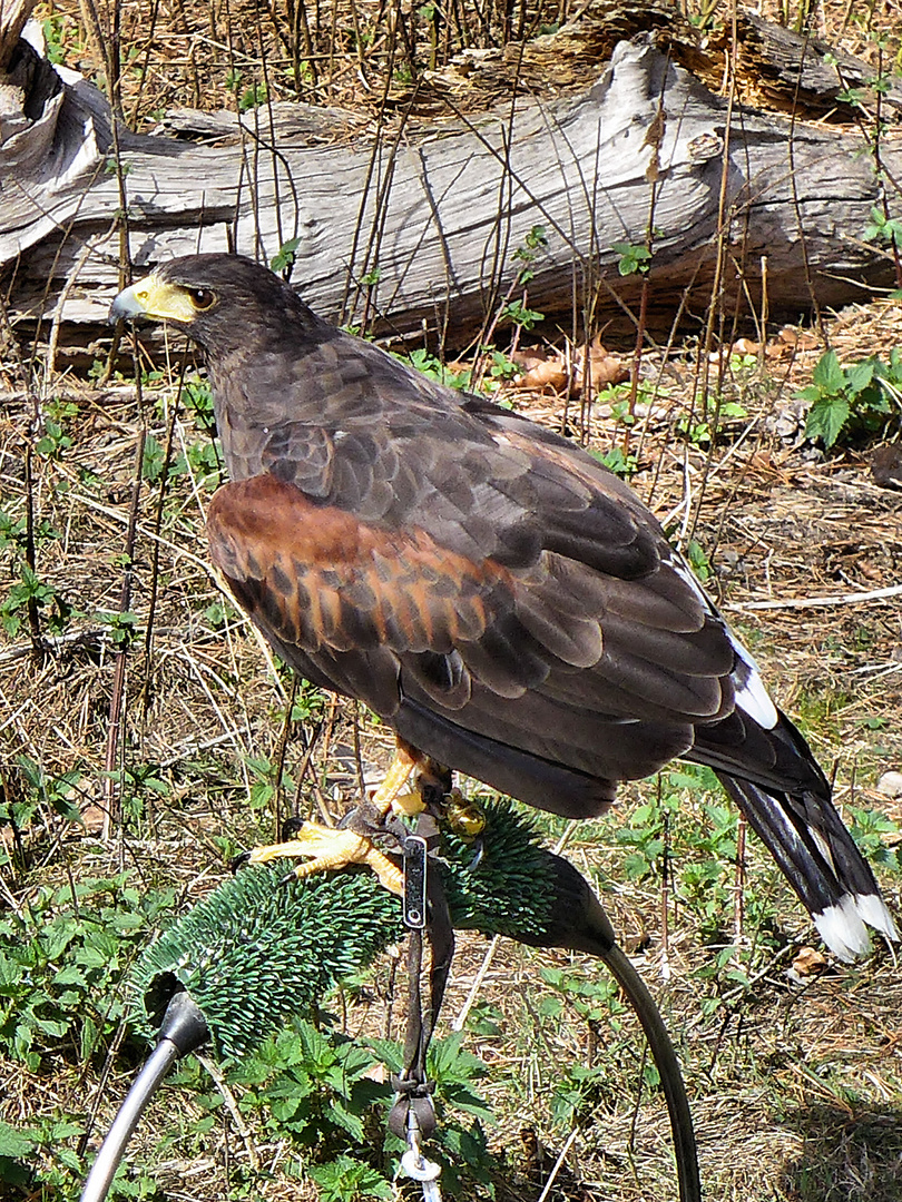 Seeadler