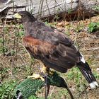 Seeadler