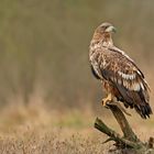 Seeadler