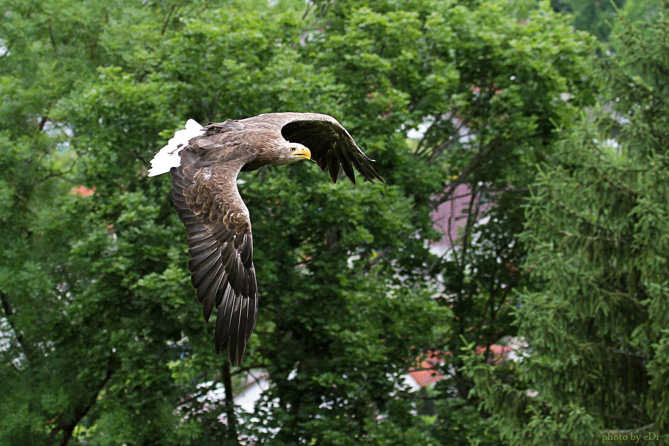 Seeadler