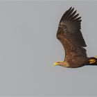 Seeadler