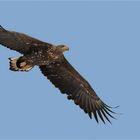 Seeadler 