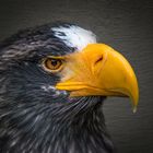 Seeadler - Closeup